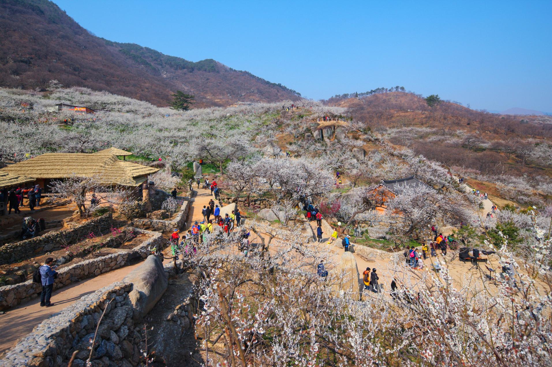 Gwangyang Plum Blossom & Gurye Sansuyu Festival From Busan - Photo 1 of 10